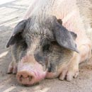 �����̃y�b�g�Α��E���V�E�쉀�E�y�b�g�Z�����j�[���