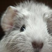 �����̃y�b�g�Α��E���V�E�쉀�E�y�b�g�Z�����j�[���